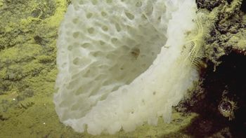 Media type: image;   Invertebrate Zoology 153111 Description: live specimen;